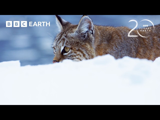 How Does A Bobcat Hunt In Winter? | 20 Years of Planet Earth II | BBC Earth