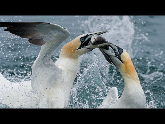 Northern Gannets Dive at Phenomenal Speeds at RSPB Bempton | Wild Travel | Robert E Fuller