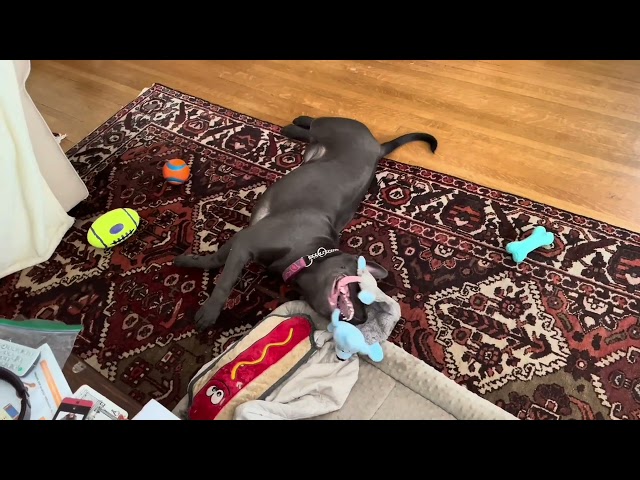 MJ's Playtime