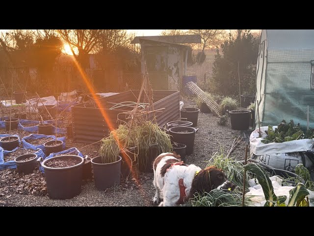 Winter Garden, First Frost, Sounds Of Country Life, Roosters, Donkeys, Dogs, Leafs, No Chit Chat