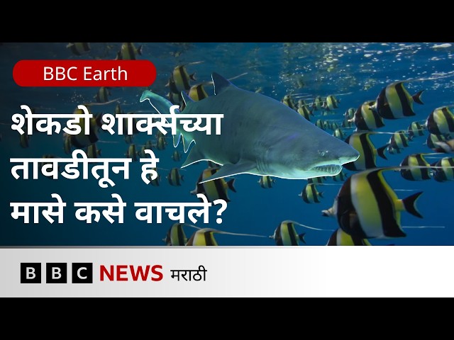 Moorish Idol : शेकडो Sharks च्या तावडीतून Moorish Idol मासे स्वतःचा जीव कसा वाचवतात? | BBC Earth