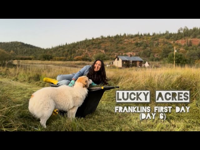 Lucky Acres: Franklin's First Day at the Farm (Day 6)