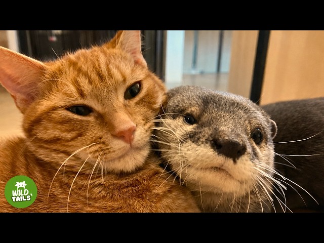 This Otter Can’t Sleep Without His Cat... But Their Friendship Was Never Supposed To Happen