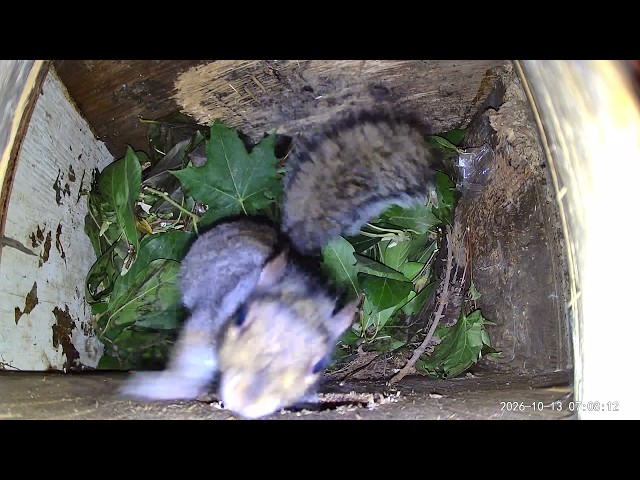Soaked After the Storm... Then the GREAT Nest Rebuild! 🐿️🌧️