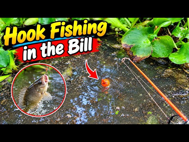 Hook fishing in the bill #