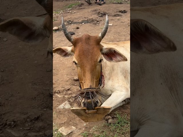Why Cows Wear Spiky Nose Rings #goodtoknow #vet #medicine #educational #funfacts #lifehack #survival