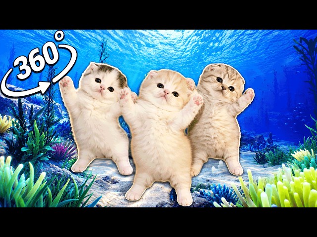Three Cats Dancing - Oceanic in 360° Video | VR / 4K