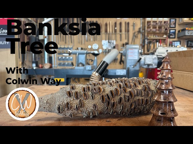 Monster Banksia Tree