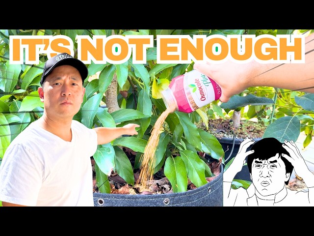 Fertilizing container plants. You are not adding enough!