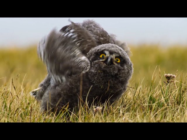 Fluffy Owl Chicks Learn to Fly | Frozen Planet II | BBC Earth