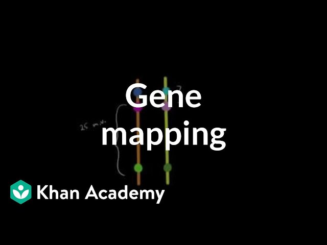 Gene mapping | Biomolecules | MCAT | Khan Academy