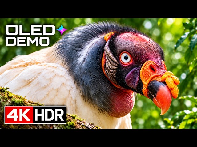 These Incredible Animals REALLY Exist | 4K HDR 60FPS OLED Demo