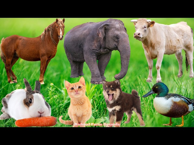 Happy Farm Animals: Pig, Dog, Duck, Horse, Cat, Chicken, Cow  – Animal Sounds