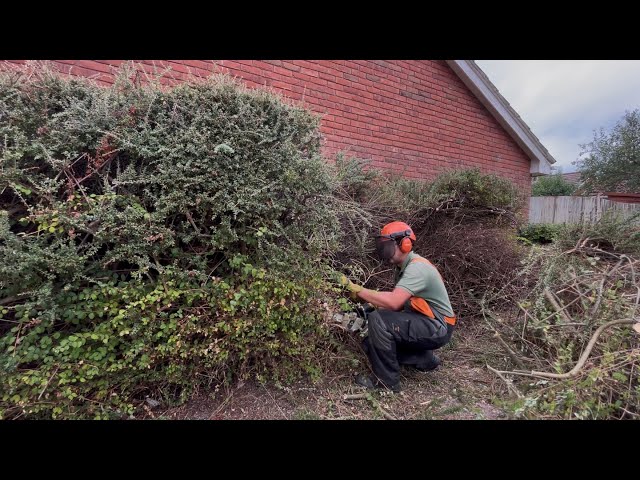 This OVERGROWN Hedge was A lot more work than I expected!