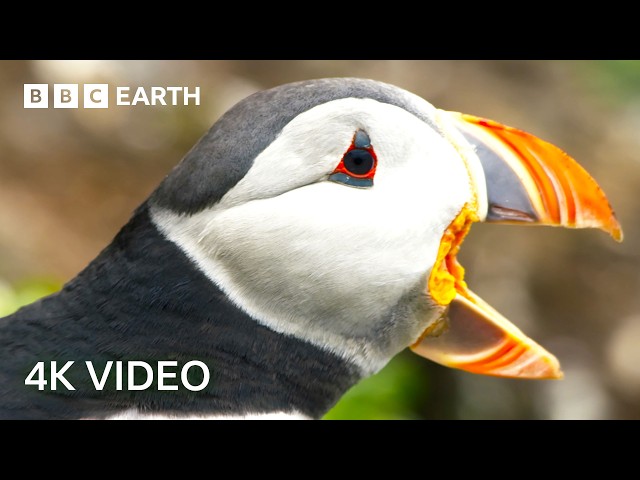 The World of Birds in Stunning 4K | 4K UHD | BBC Earth