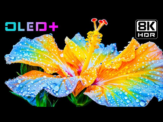 BEST OLED TEST – Heavenly Blossoms Flower in 8K HDR | Dolby Vision™