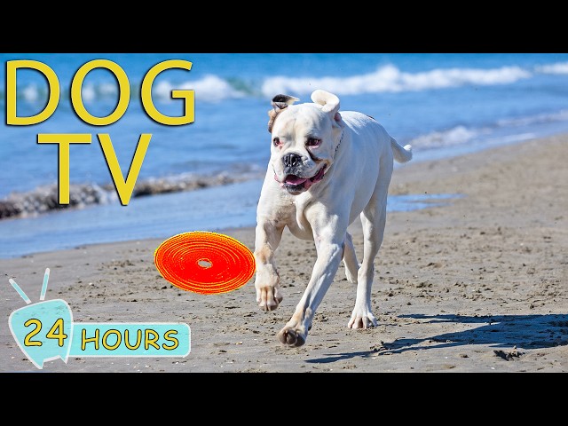 DOG TV: Best Video to Keep Dogs Calm, Happy & Entertained When Home Alone All Day - Music for Dogs