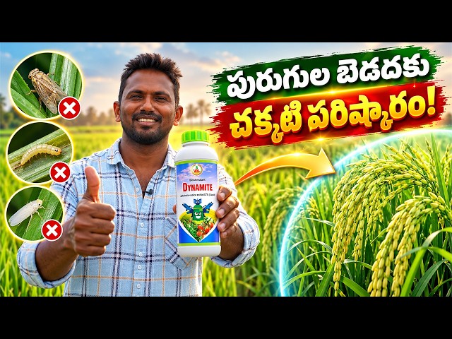 Stop the pest menace… a new look for green crops!