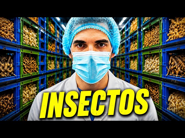I visited an INSECT FARM from the Inside: This is the Insect Farming Business