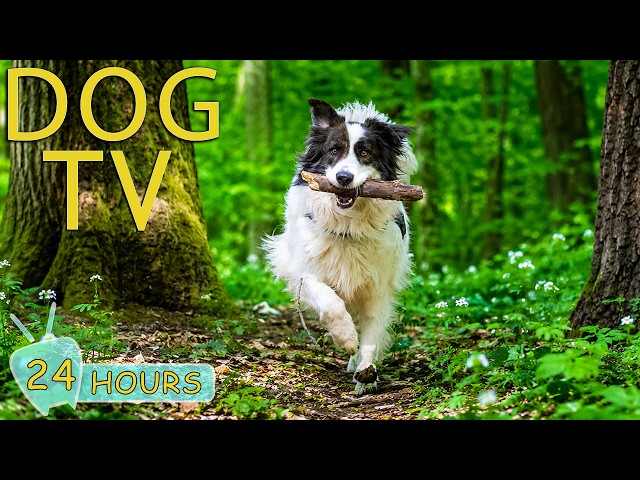 DOG TV: Best Boredom-Free Videos for Dogs to Watch All Day While You're Away - Music for Dogs
