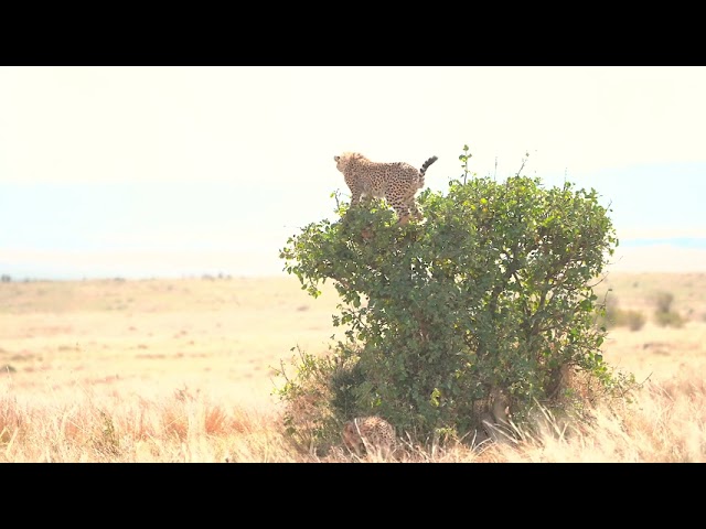 Cheetah cups play and one climbs a tree, HDR 4K