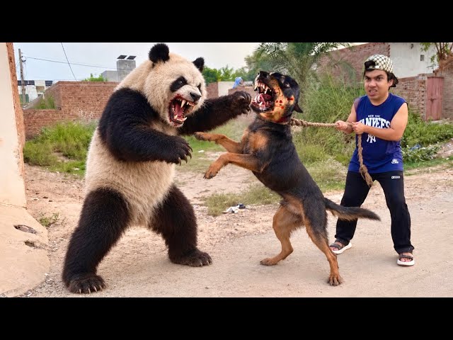 Oggy vs Panda Clash 😡 Panda Bhag Gea 😅