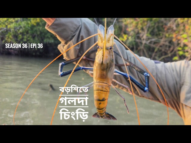 টানে টানে গলদা চিংড়ি | সুন্দরবনের বইশেল | সিজন ৩৬ | পর্ব ৩৬ | Mohsin ul Hakim