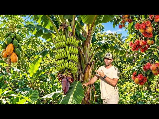 5 Years Growing a Tropical Food Forest in Australia
