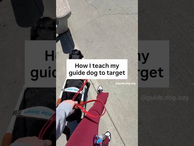 The key is keeping it fun too! #GuideDog #ServiceDog #Dog #DogTraining #Tutorial