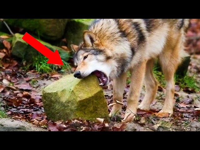Watch Out! The Funniest Animal Videos of 2026 Are Incoming! 🤣