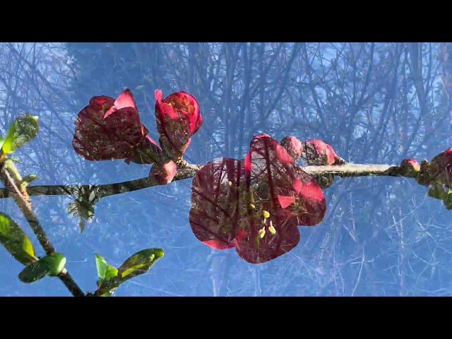I talk of propagating Japonica & Bird Cherry & it’s environmental importance