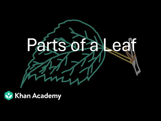 Parts of a leaf | Morphology of flowering plants | Grade 11 | Biology | Khan Academy