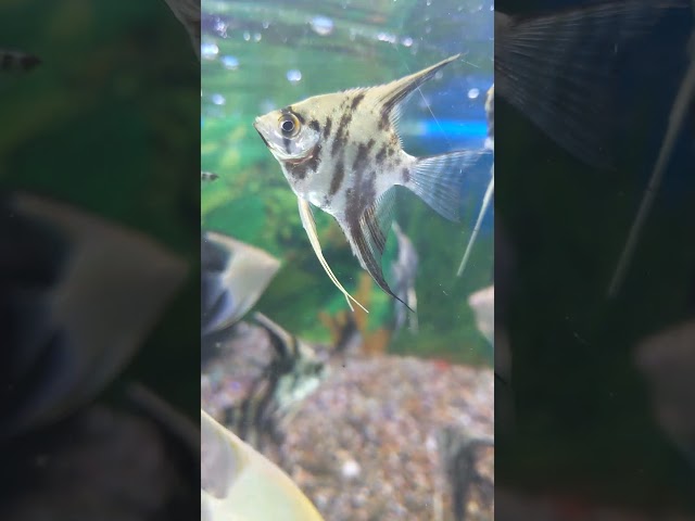 এটা কি ফিশ #everyone #fish