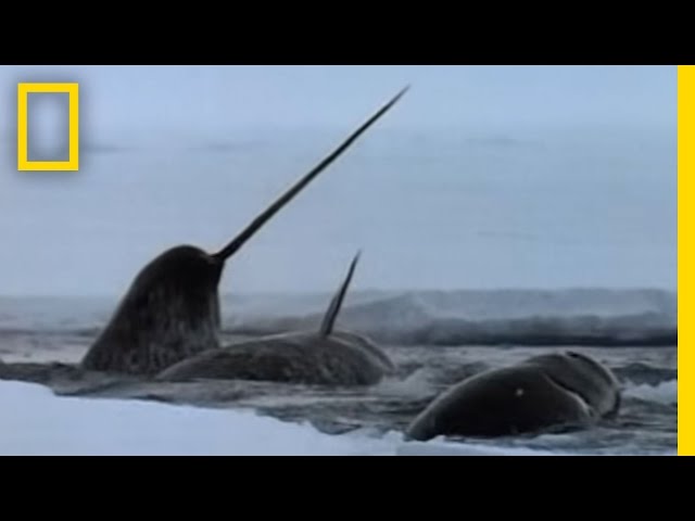 The Narwhal's Mysterious Tusk | National Geographic