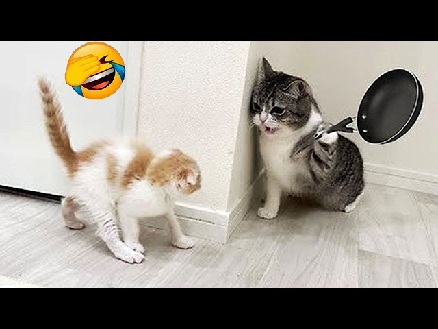 Try Not To Laugh 🤣 Best Funny Cats and Dogs Videos 2026 😺🐶 Part 21