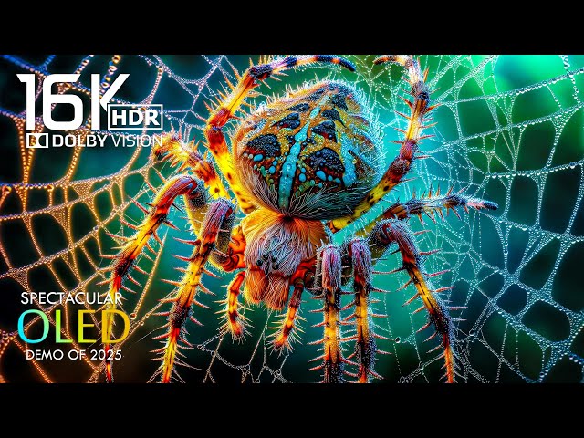 Wonderful 16K HDR 120FPS Dolby Vision  #16kvideo #8k
