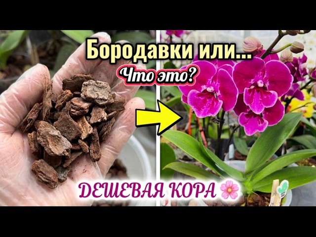 What do orchids need, CHEAP or PREMIUM bark? Warts? What is that on the orchid leaves? #plants