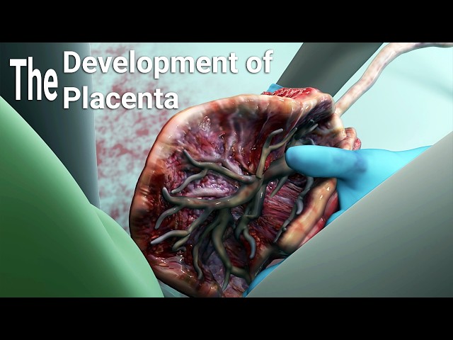 development of the Placenta-labor and delivery - A Miracle of Life from Conception to Birth