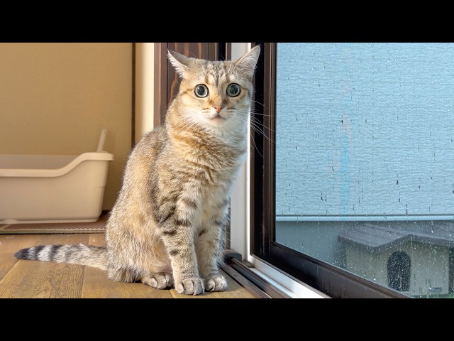 Our Cat’s Reaction When Her Walk Was Canceled by Heavy Rain…