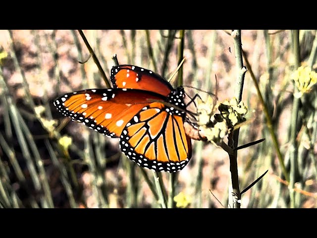 Queen butterfly oviposits on Desert Milkweed