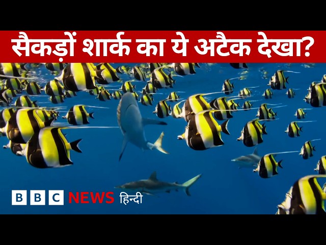 BBC Earth Videos: सैकड़ों मछलियां, चारों तरफ शार्क का ख़तरा और एक लंबी दौड़ (BBC Hindi)