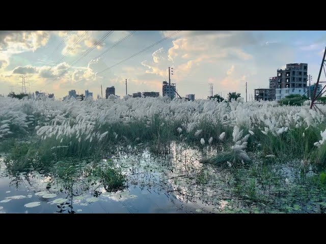 Waterlily & Wild Sugarcane with sky in Nature | Royalty free stock video footage - No copyright | 4k