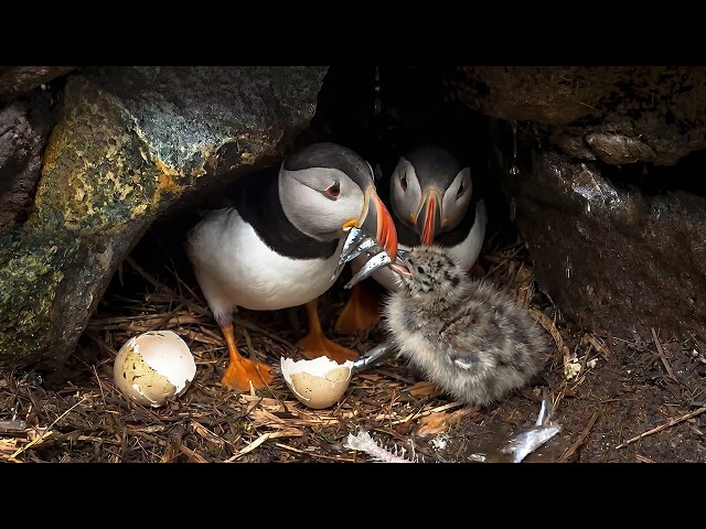Watch Atlantic Puffins Survive And Raise Their Young On The North Atlantic’s Most Dangerous Cliffs
