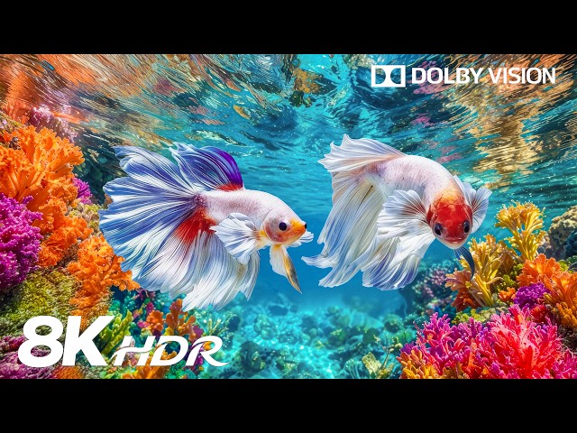 Colors of the Sea Like Never Before in 8K HDR | Dolby Vision™
