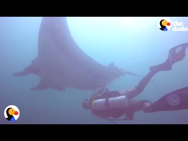 GIANT Manta Ray Asks Diver for Help | The Dodo