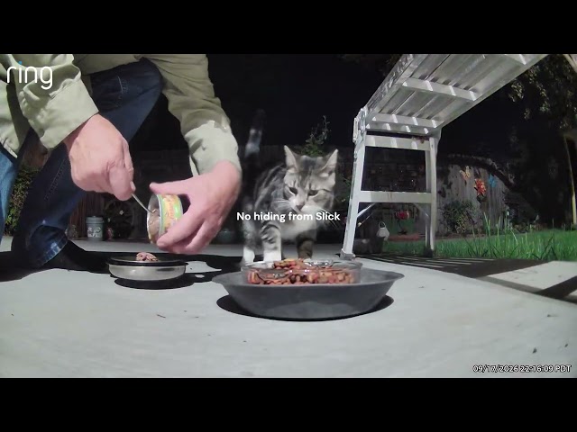 Backyard Cats Invading My Yard – Ring Camera Footage