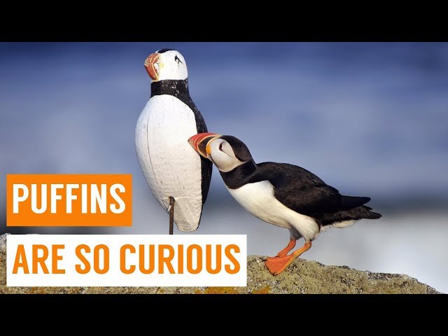 Cute Baby Puffins Compilation