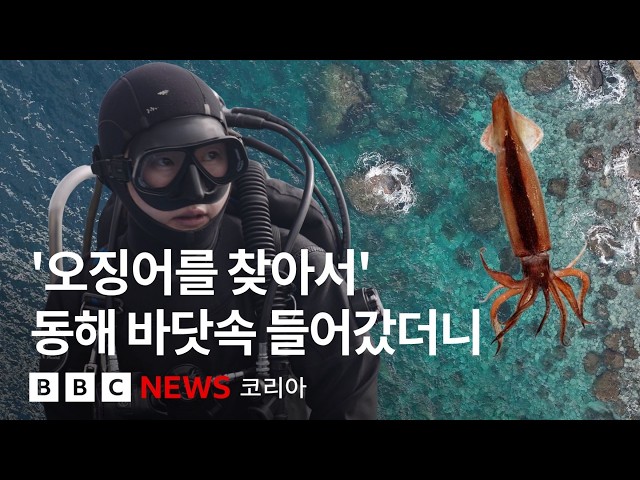 '돌이킬 수 없는 수온' 울릉도·독도 바다는 얼마나 뜨거워졌나 - BBC News 코리아