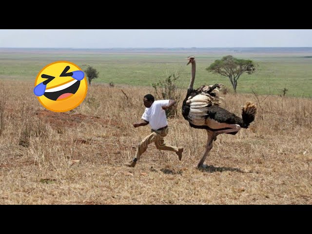 TRY NOT TO LAUGH 😆 Best Funny Videos Compilation 😂😁😆 Memes PART 244