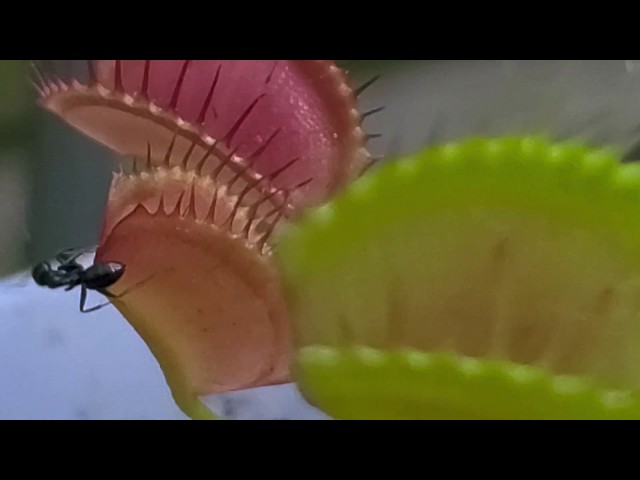 Our Venus Fly Trap from Walmart in action